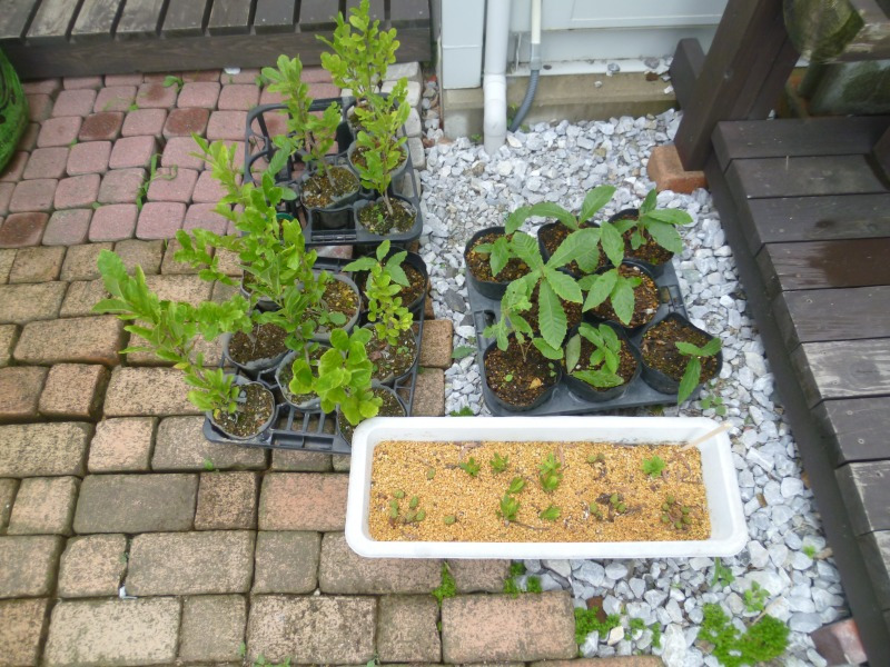 ゆずりはの森