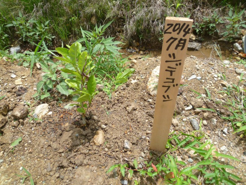 ゆずりはの森