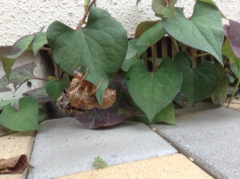 {E2C5E7FE-BC34-4076-B9EF-528E8E1936F5}