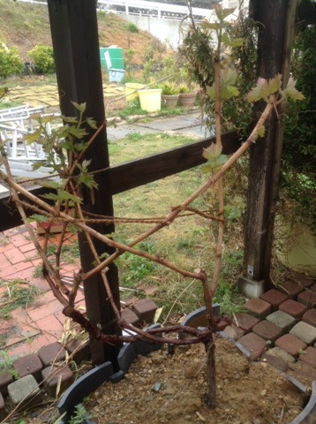 {C9B17F7D-A42A-4313-B331-8A9C2FF88A05}